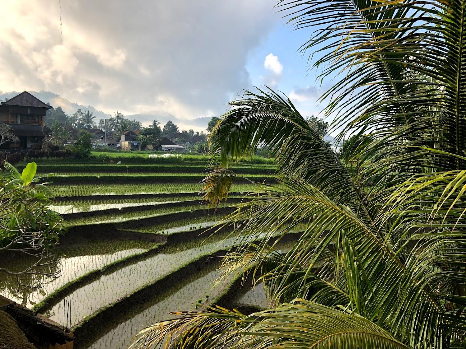 Cover Image for Bebek Biru Homestay