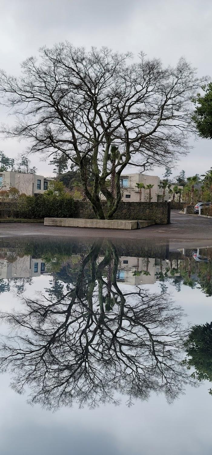 Cover Image for 신성의숲(sacredforest) 명상리조트