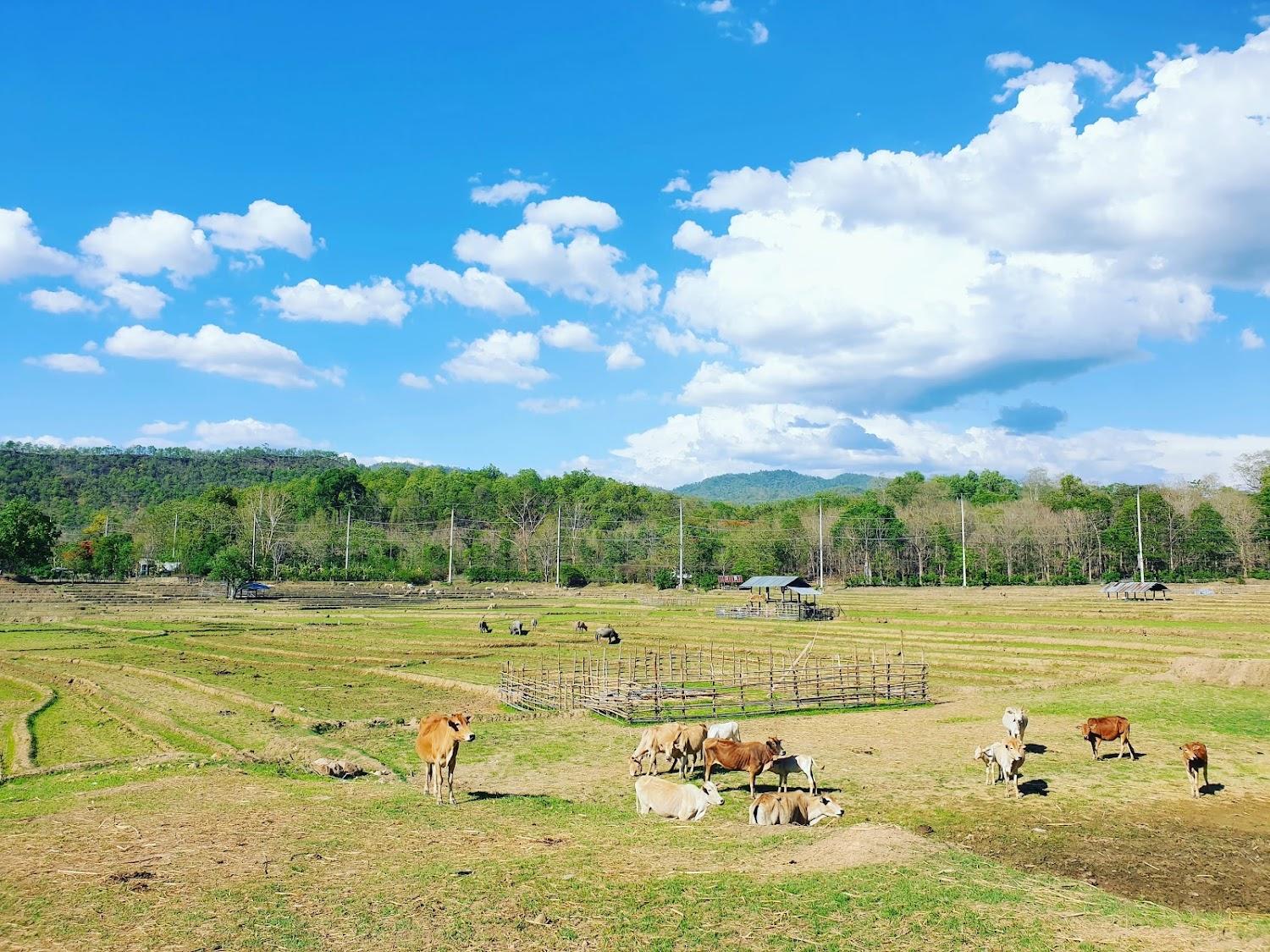 Cover Image for Pai Hotsprings Spa Resort