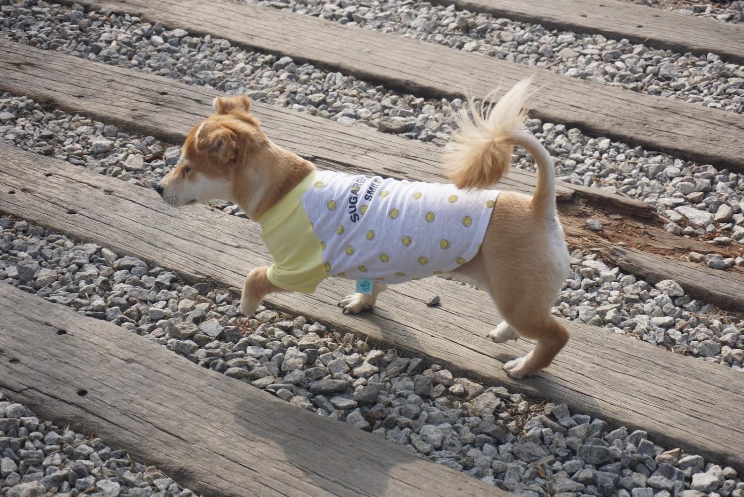 Cover Image for Gapyeong Naturestory Pet Pension