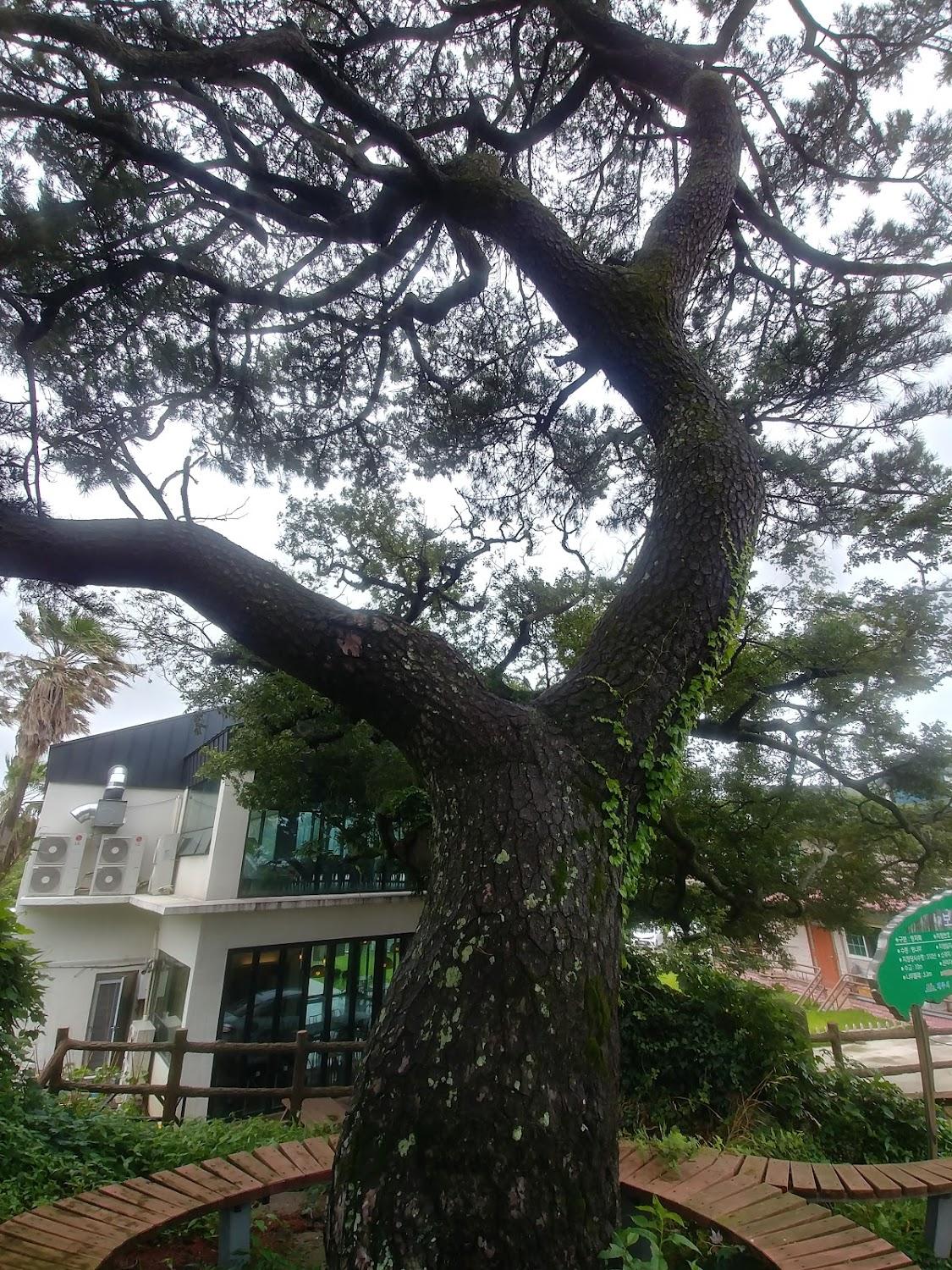 Cover Image for Hao Jeju Guesthouse
