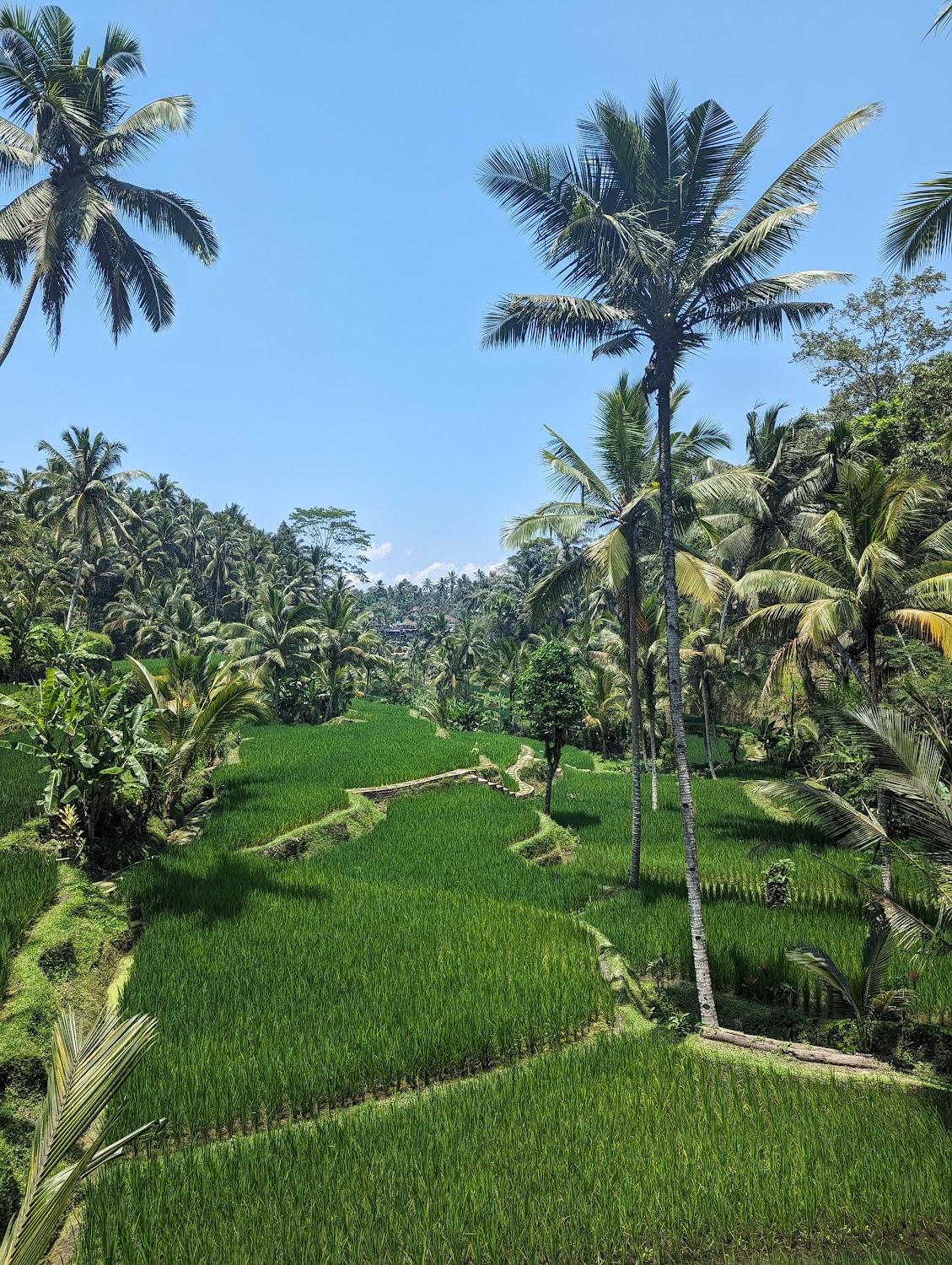 Cover Image for Rice Terace Ubud