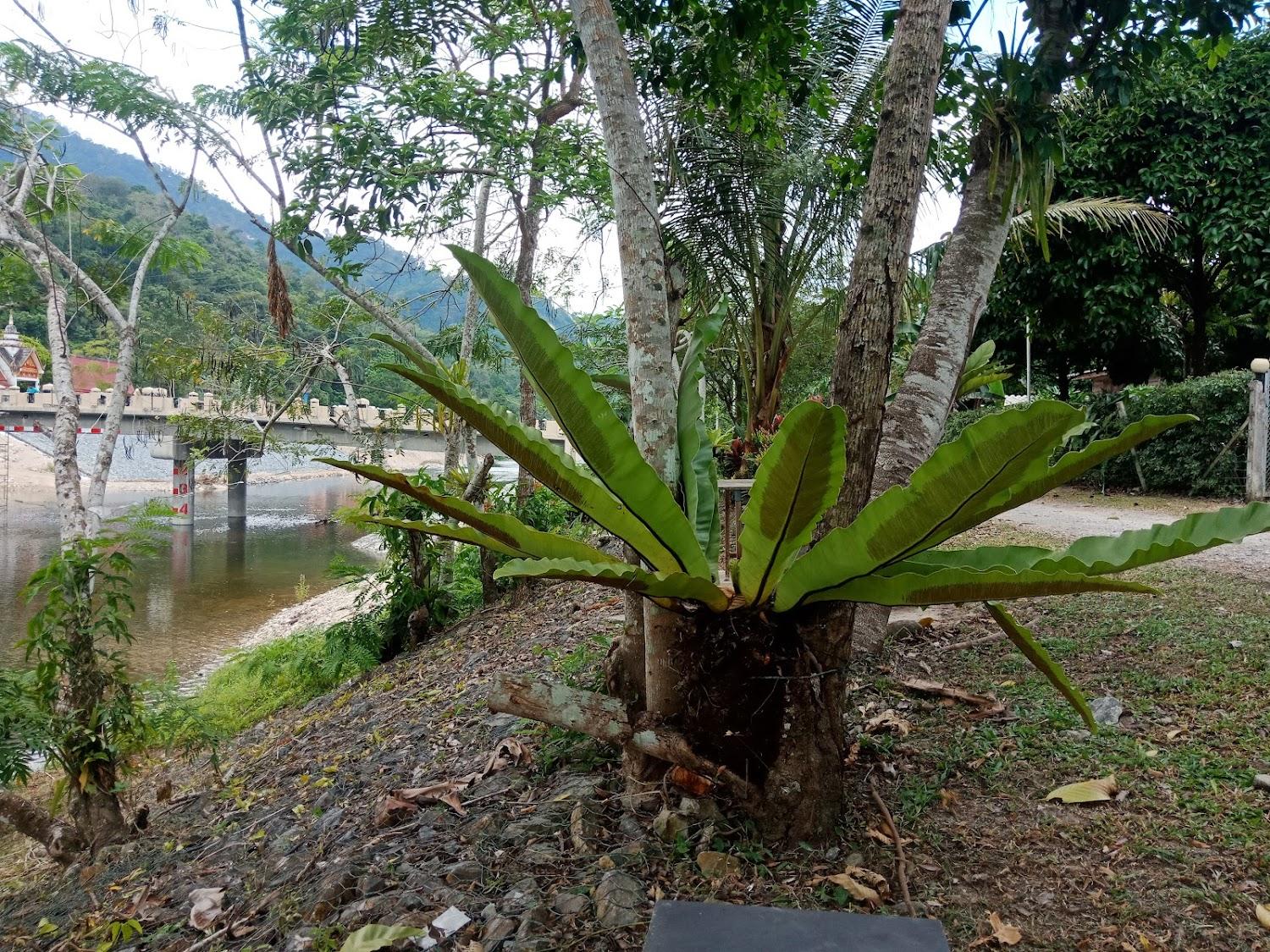 Cover Image for Baan Suan Rim Nam Resort - บ้านสวนริมน้ำ รีสอร์ท