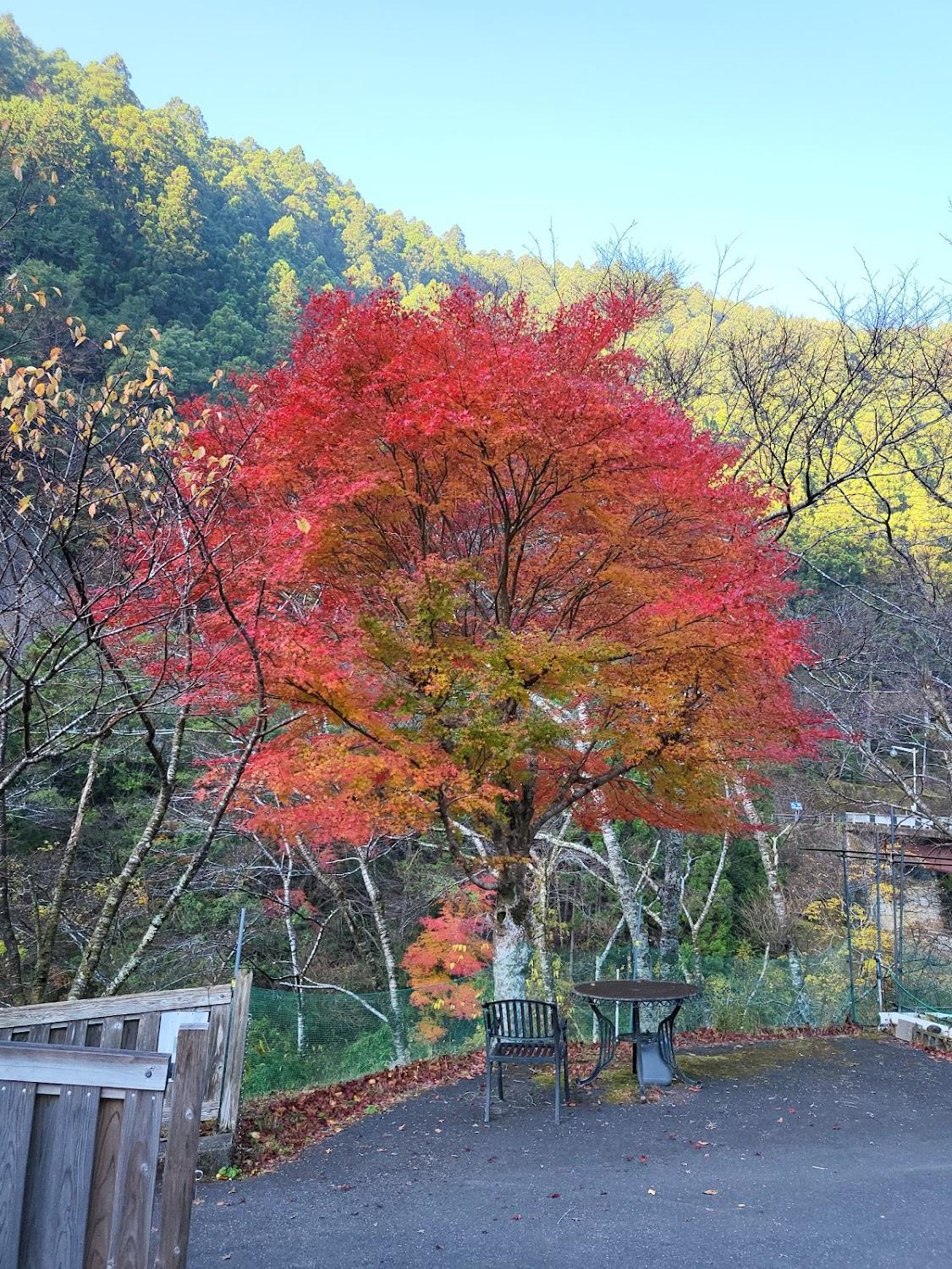 Cover Image for Kirari Ryujin