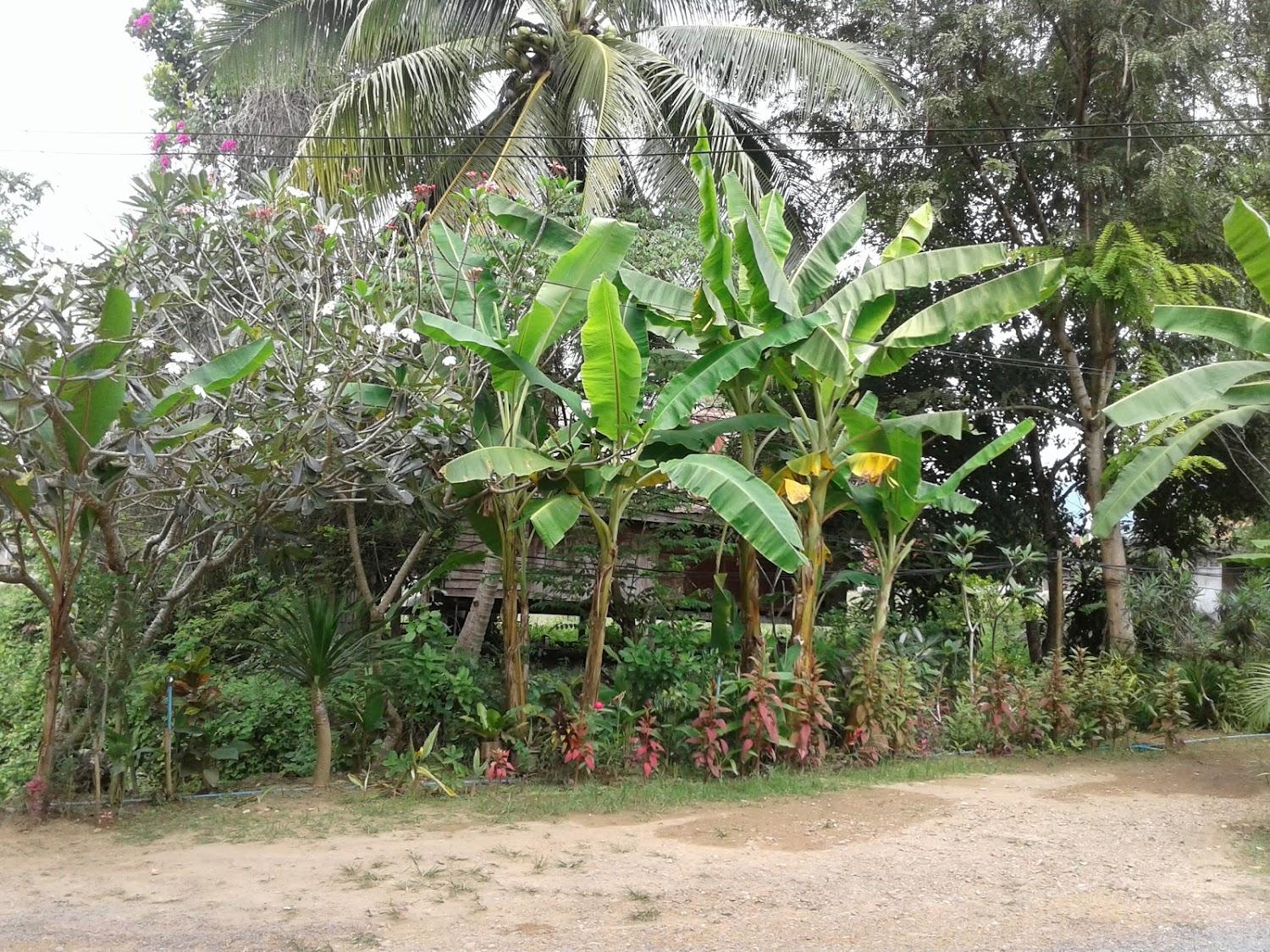 Cover Image for Wangvarinhomestay
