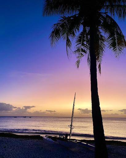 Cover Image for 81 Palms