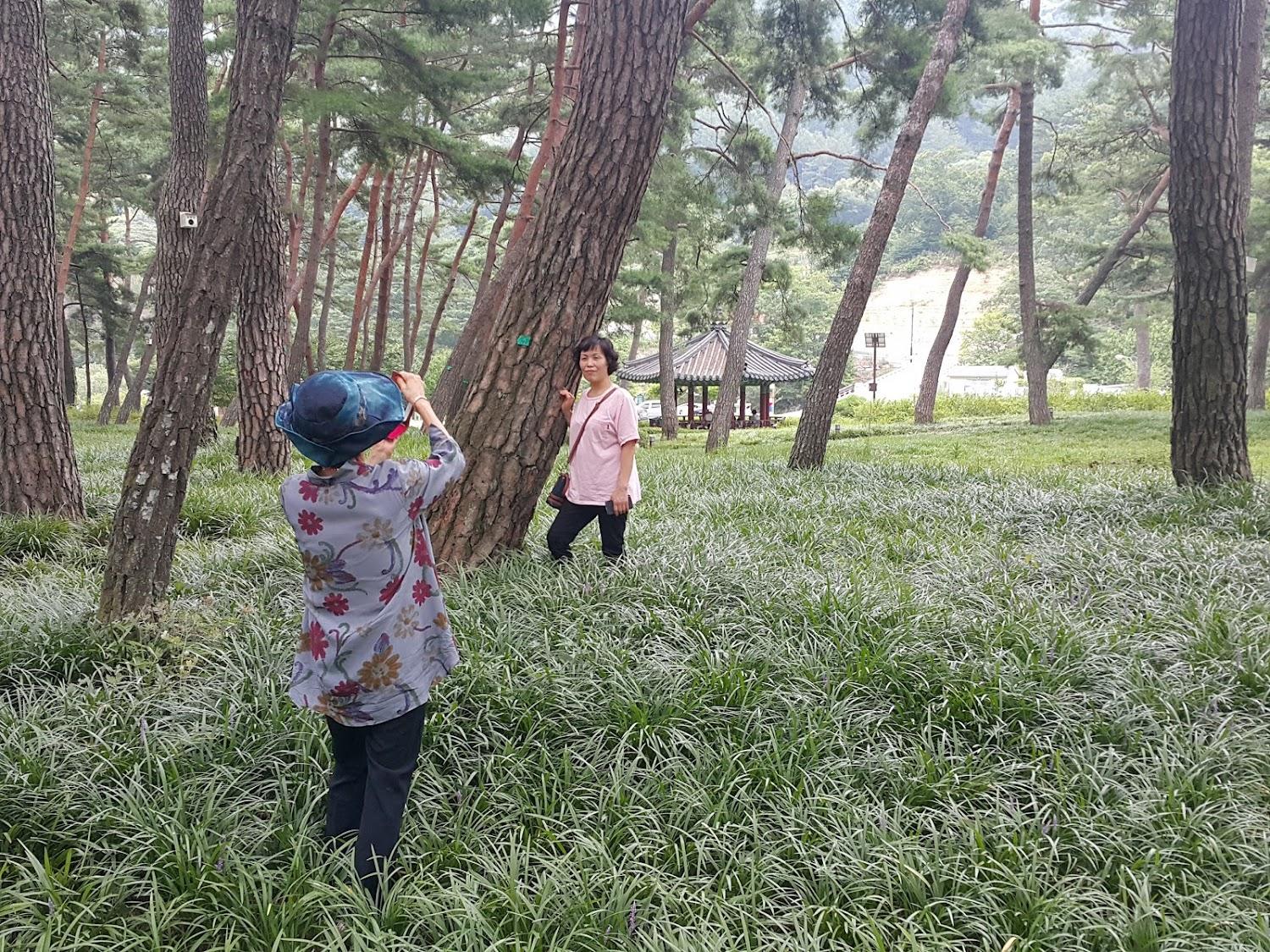 Cover Image for 솔숲민박