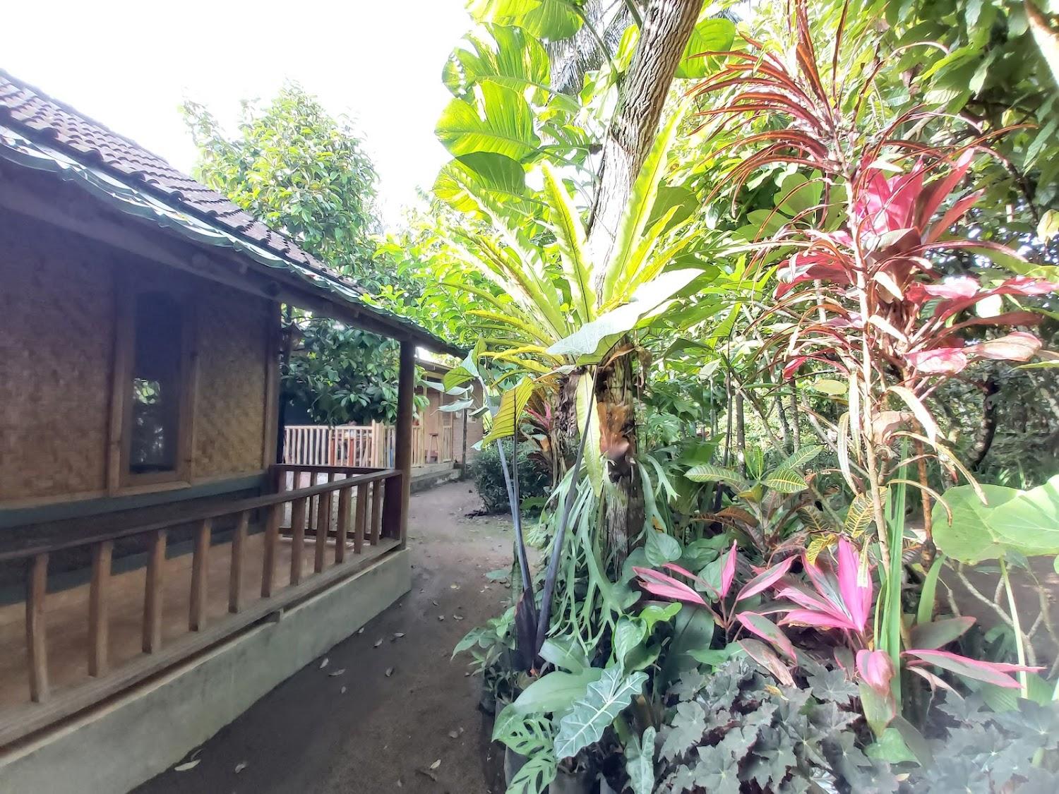 Cover Image for cocoa garden