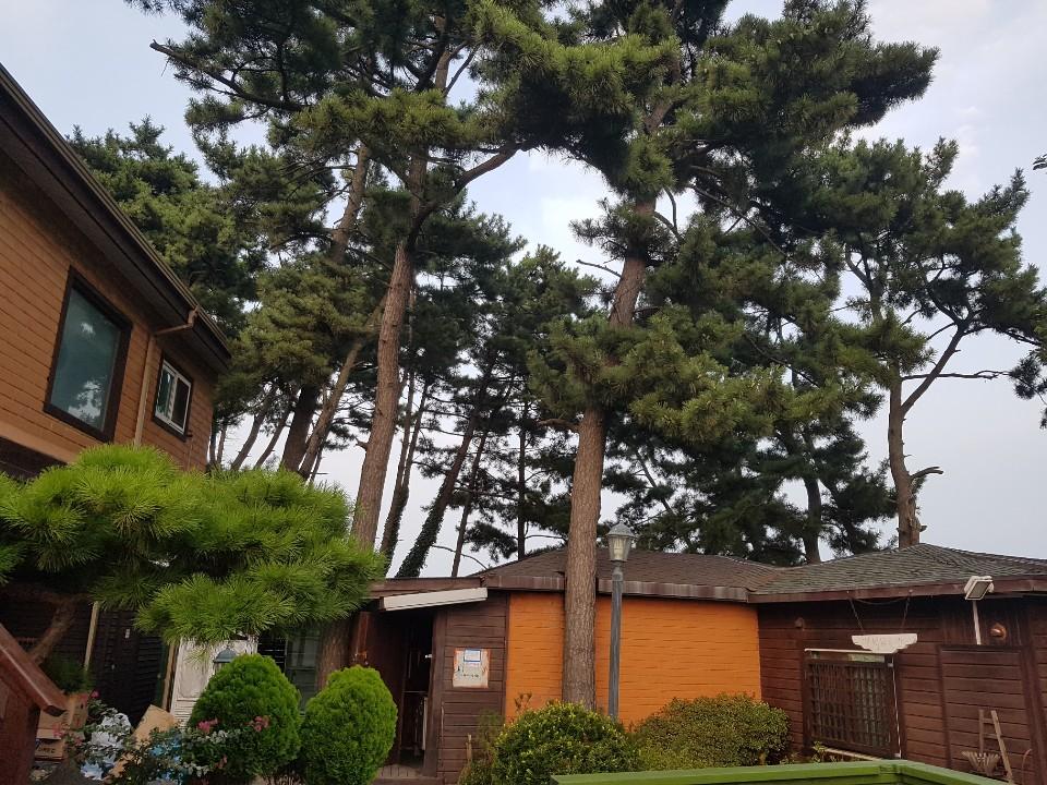 Cover Image for 황토와소나무펜션