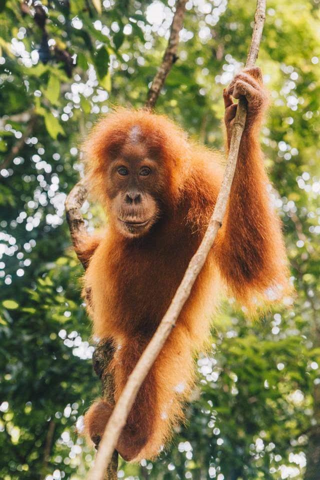 Cover Image for Batu Kapal Conservation