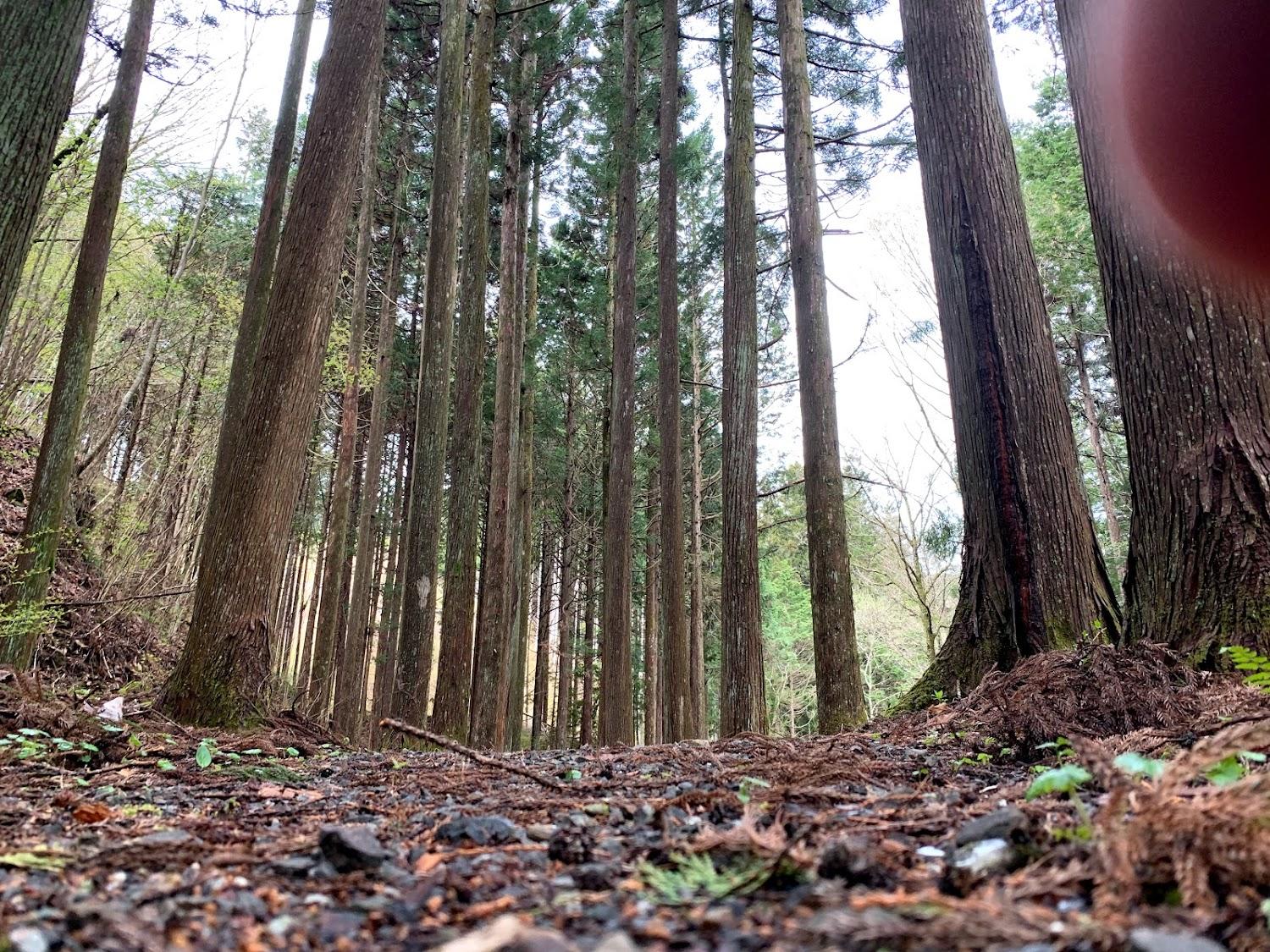 Cover Image for Okochi Forest Park