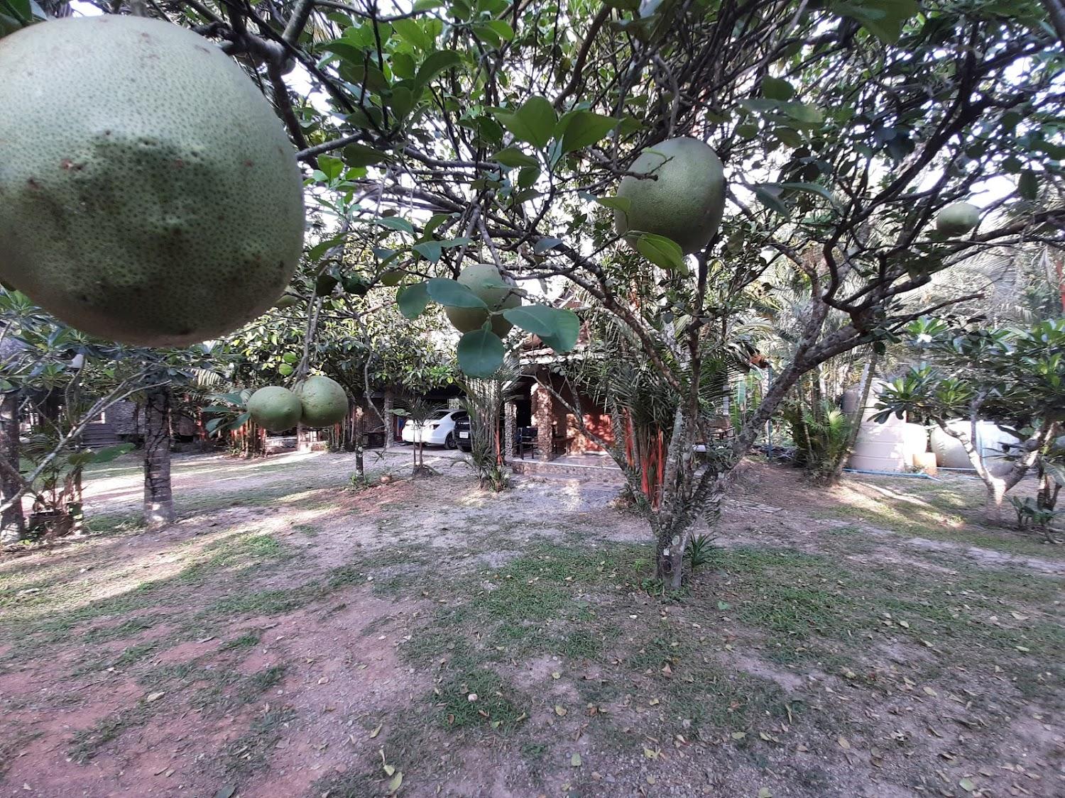 Cover Image for หญ้างามรีสอร์ท
