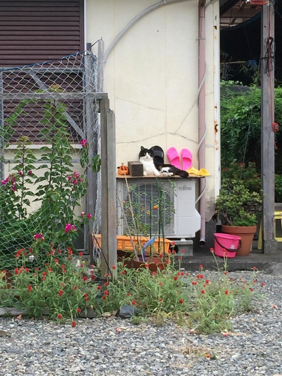 Cover Image for 民宿 はとう津