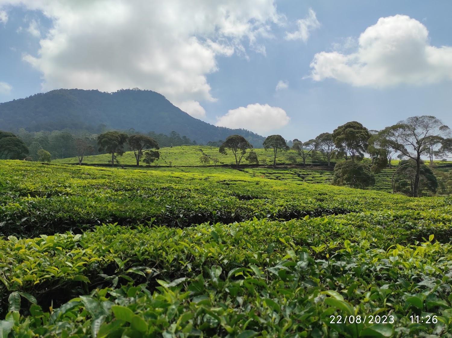 Cover Image for Bobocabin Pangalengan, Bandung