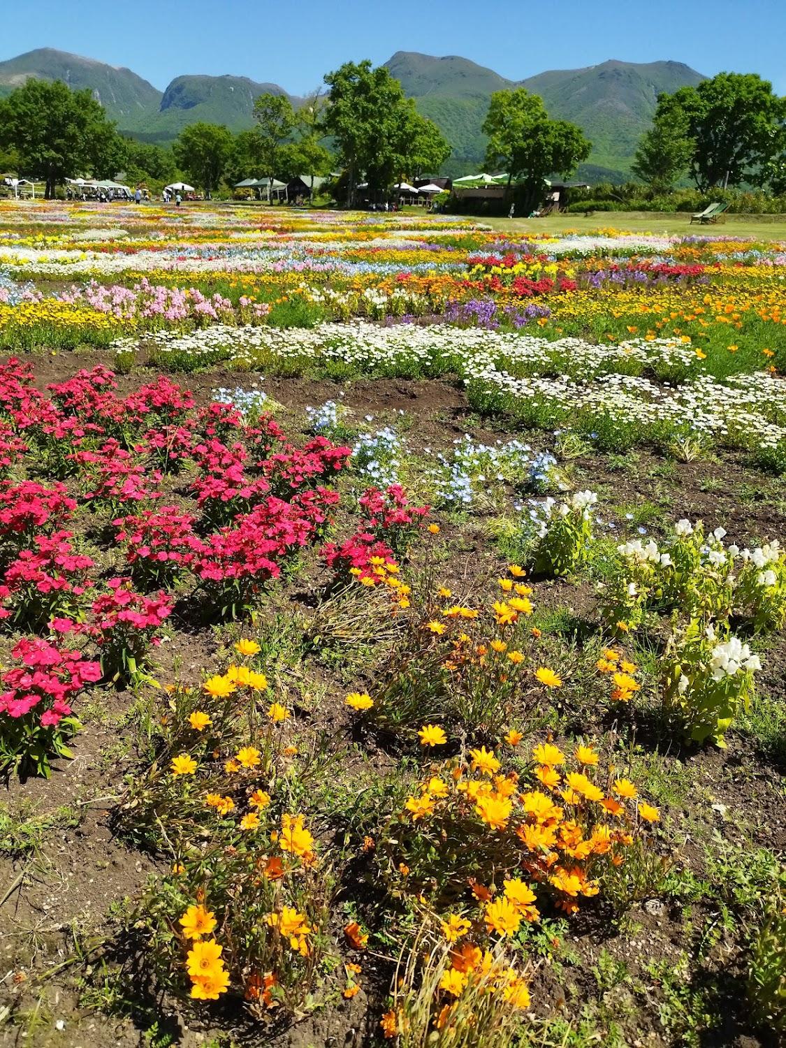 Cover Image for くじゅう花公園グランピングパーク花と星
