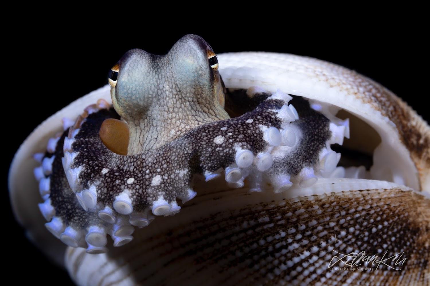 Cover Image for Solitude Lembeh Resort