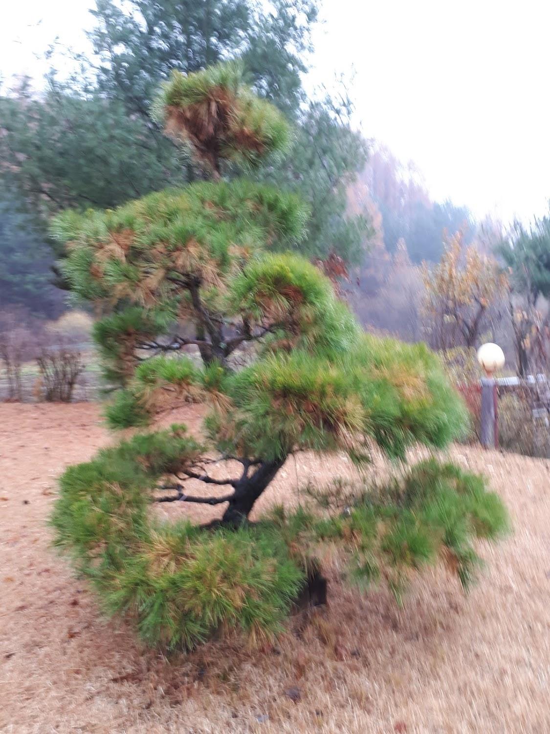 Cover Image for 로하스밸리