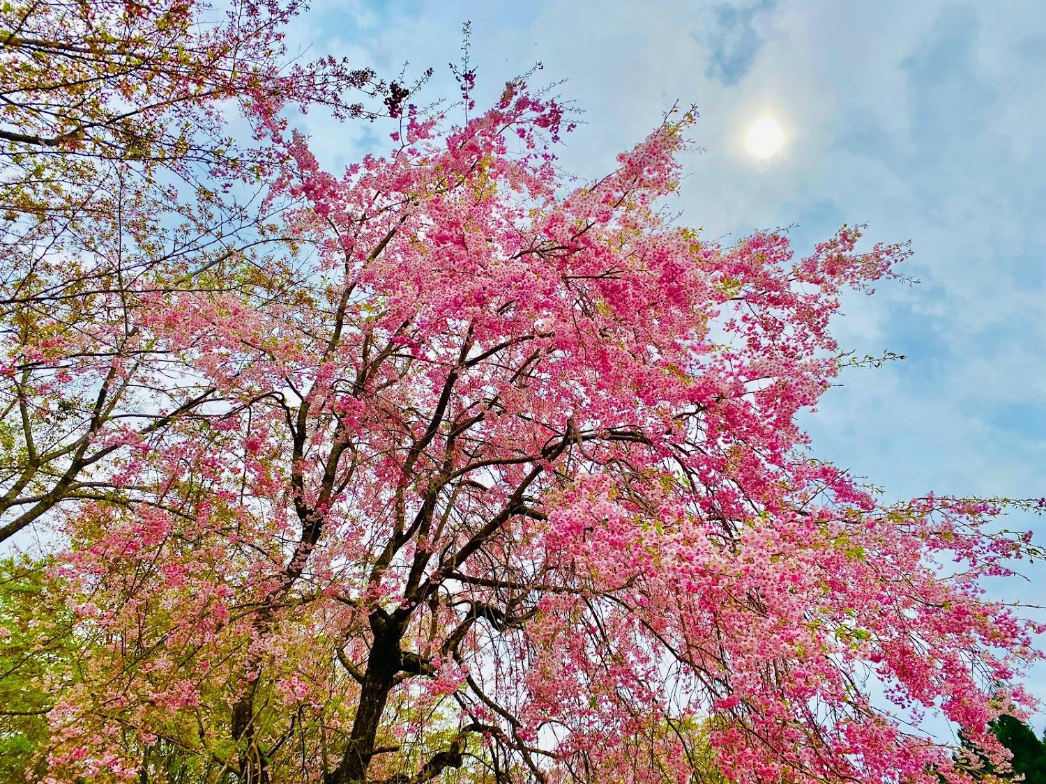 Cover Image for 東山コテージ村