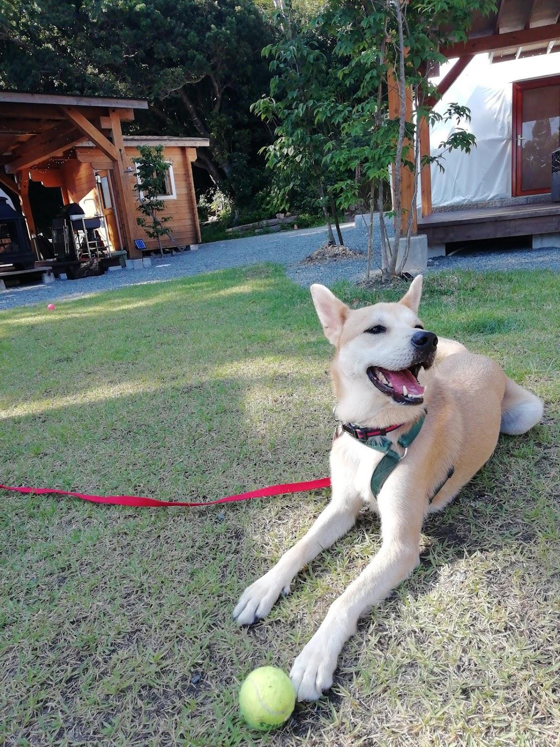 Cover Image for Dog Glamping Suiya