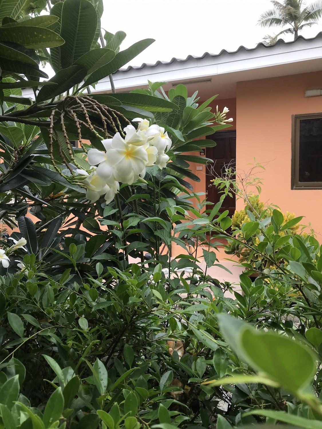 Cover Image for บ้านขนิษฐา