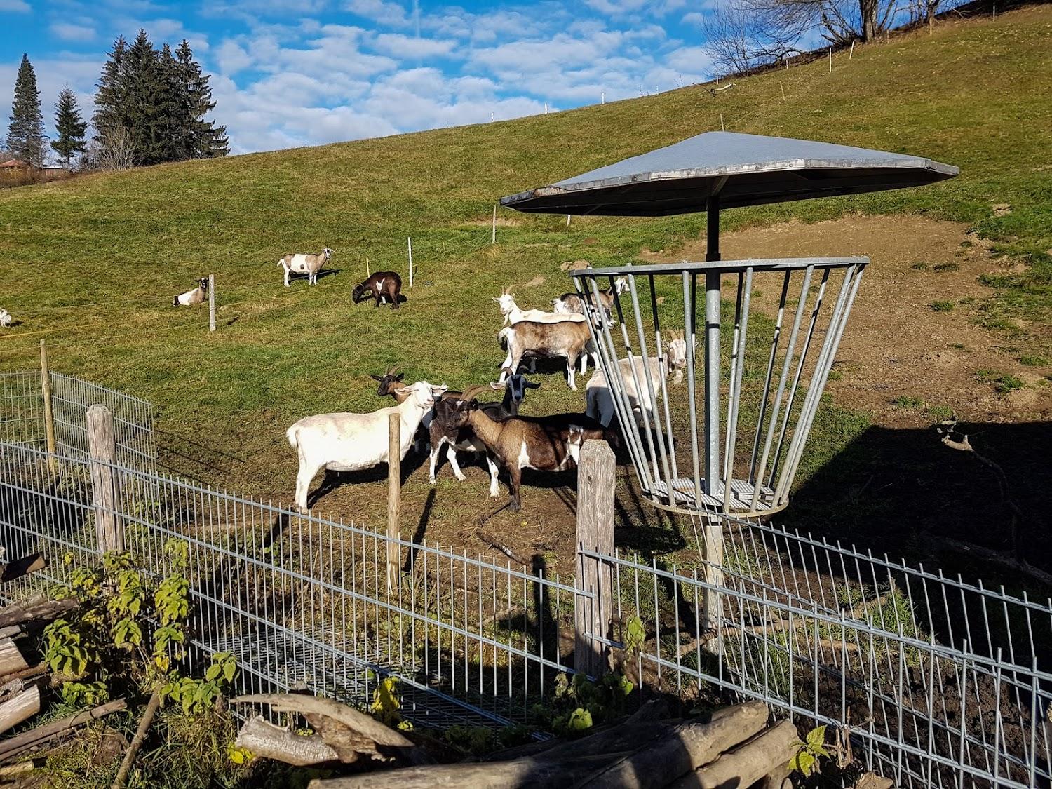 Cover Image for Alpe Wengen