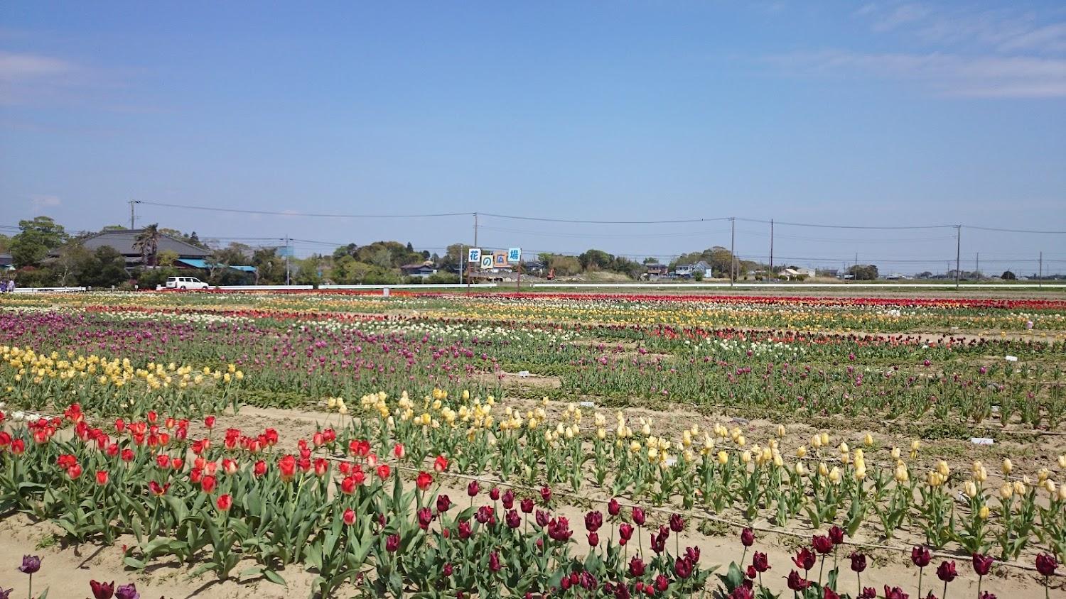 Cover Image for Sunny Inn Mukai