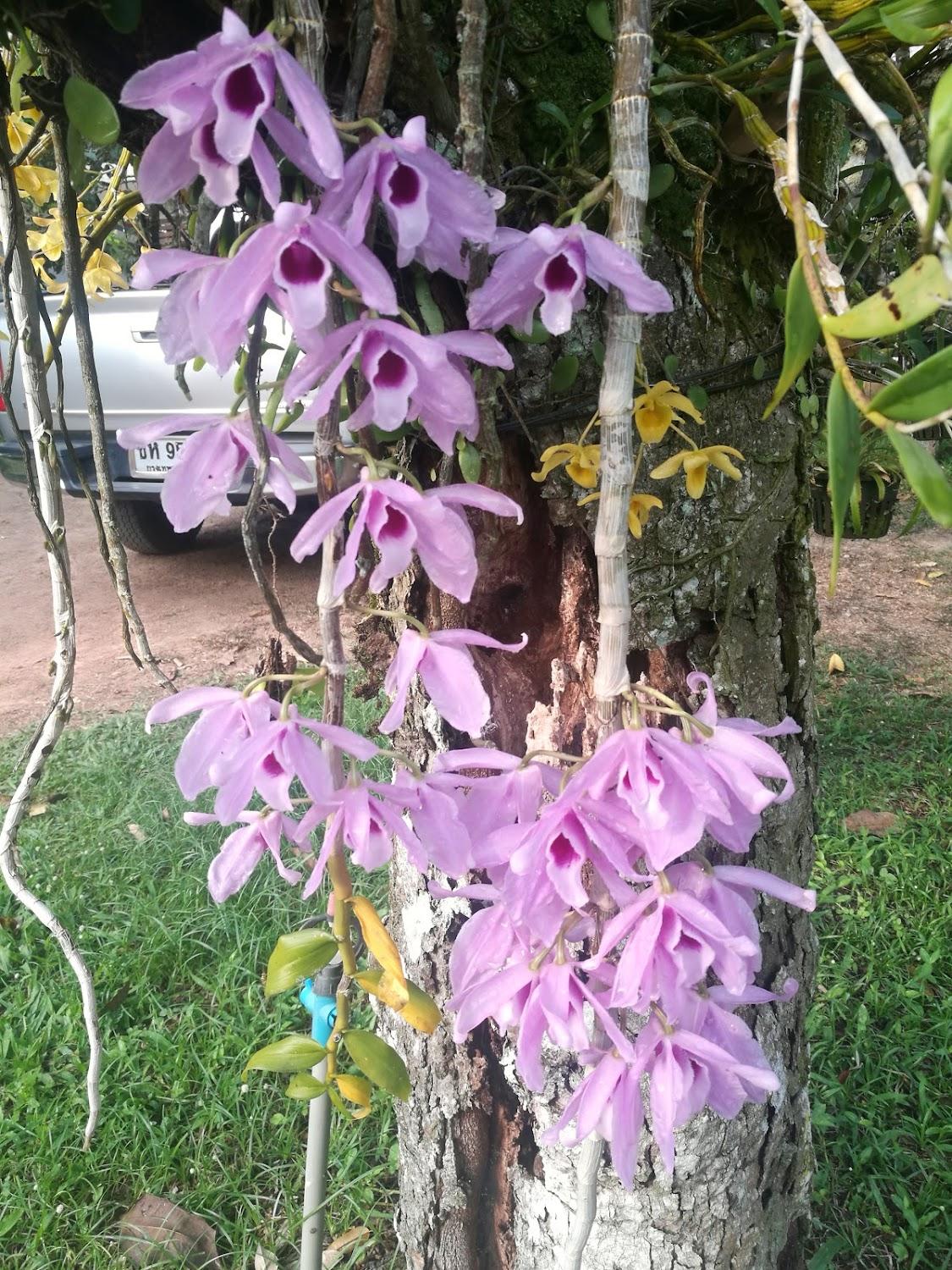 Cover Image for บ้านสวนดวงดารา Ban Suan Duangdara