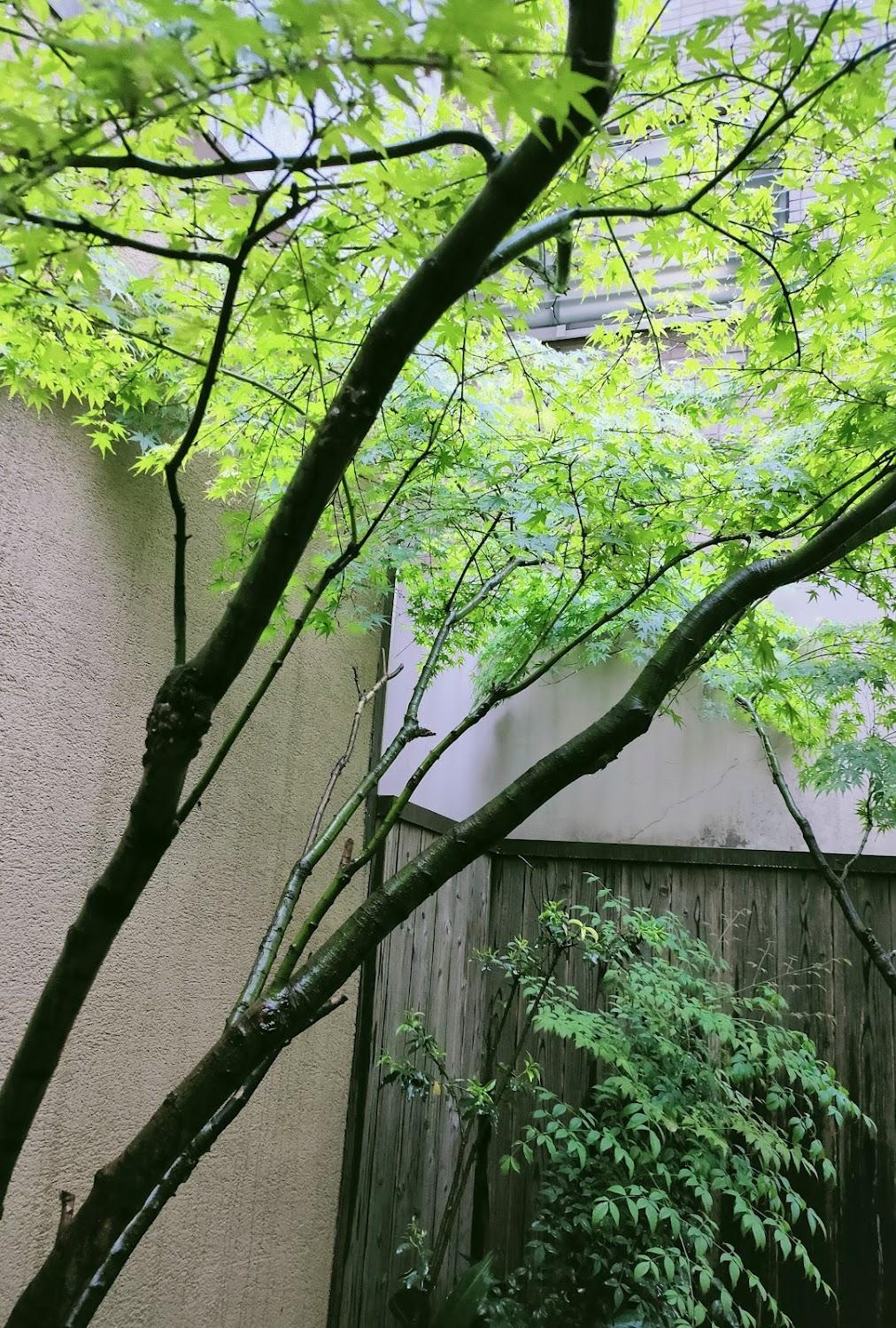 Cover Image for 京町屋八条
