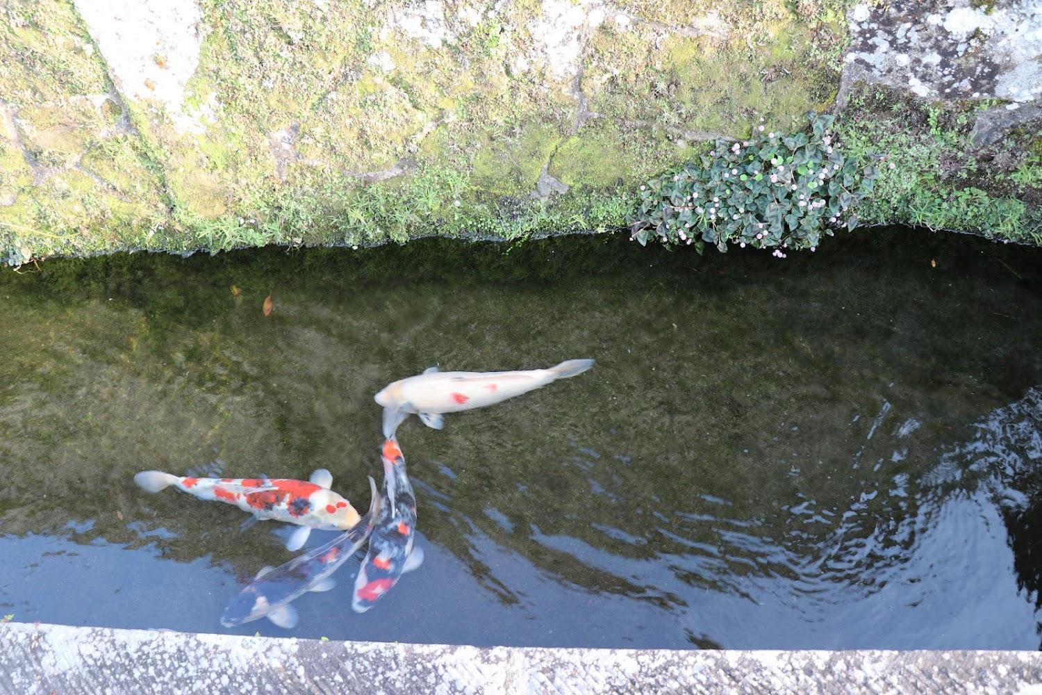 Cover Image for (Kiraku Obi)