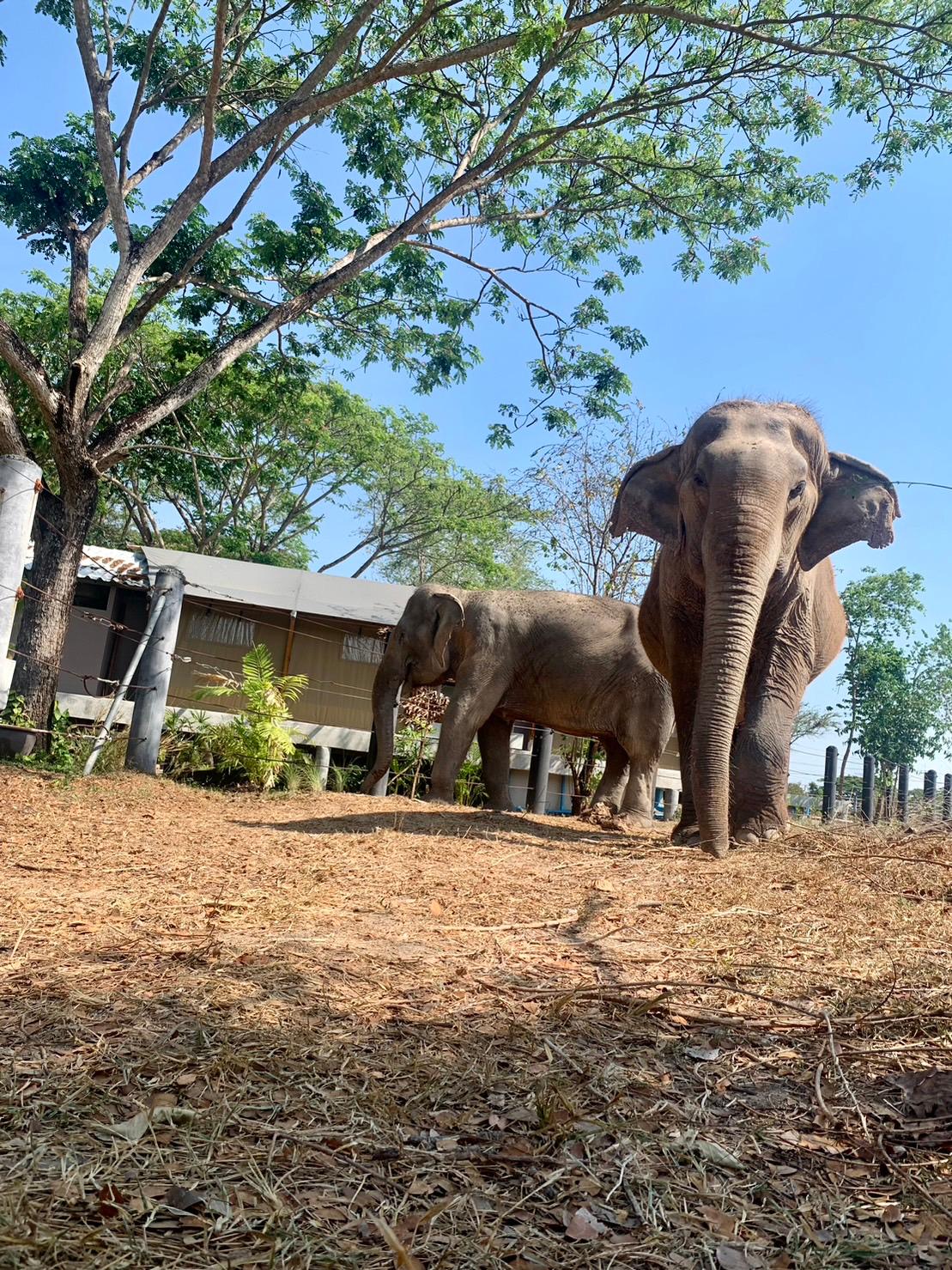 Cover Image for Elephant View Camp