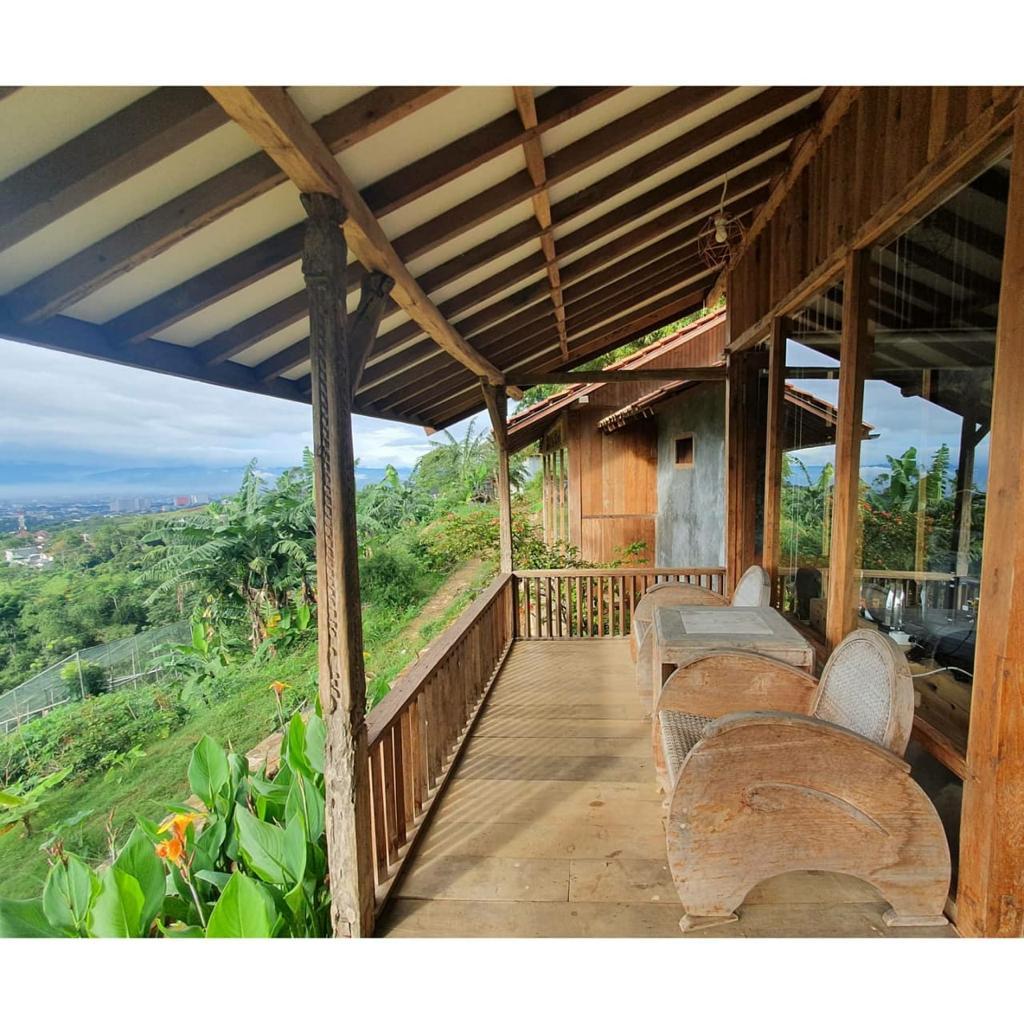 Cover Image for Mandevilla Dago