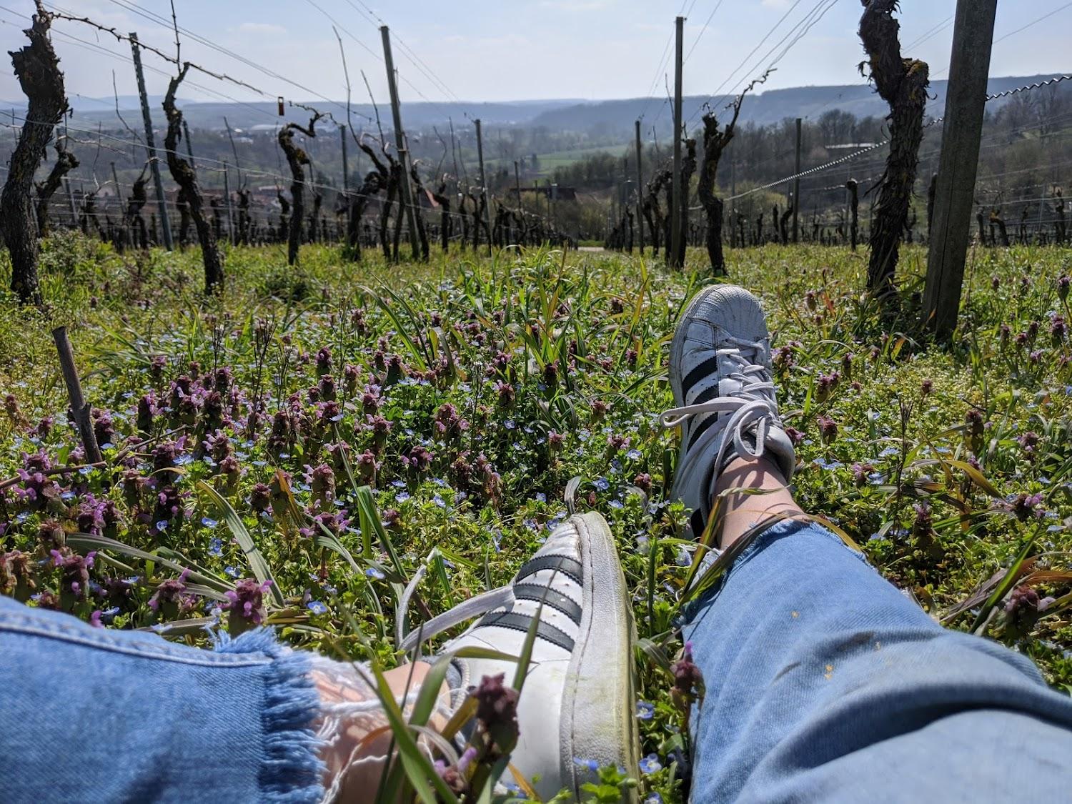 Cover Image for Weingut Bernard