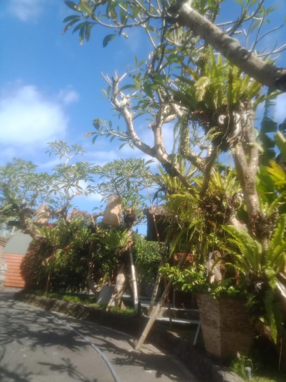 Cover Image for kubu kayana batuan