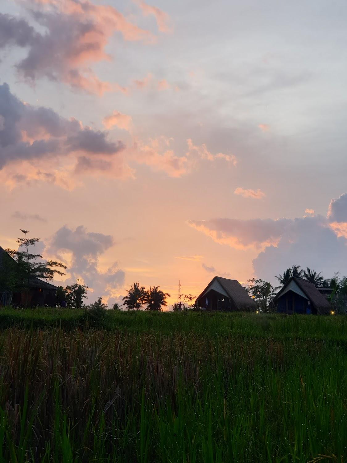 Cover Image for Padi Shack & Segitiga Haus