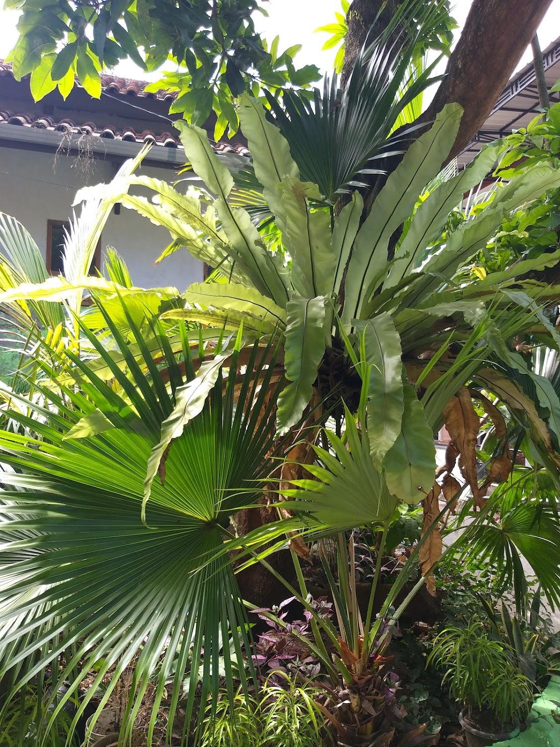 Cover Image for Kancil Homestay