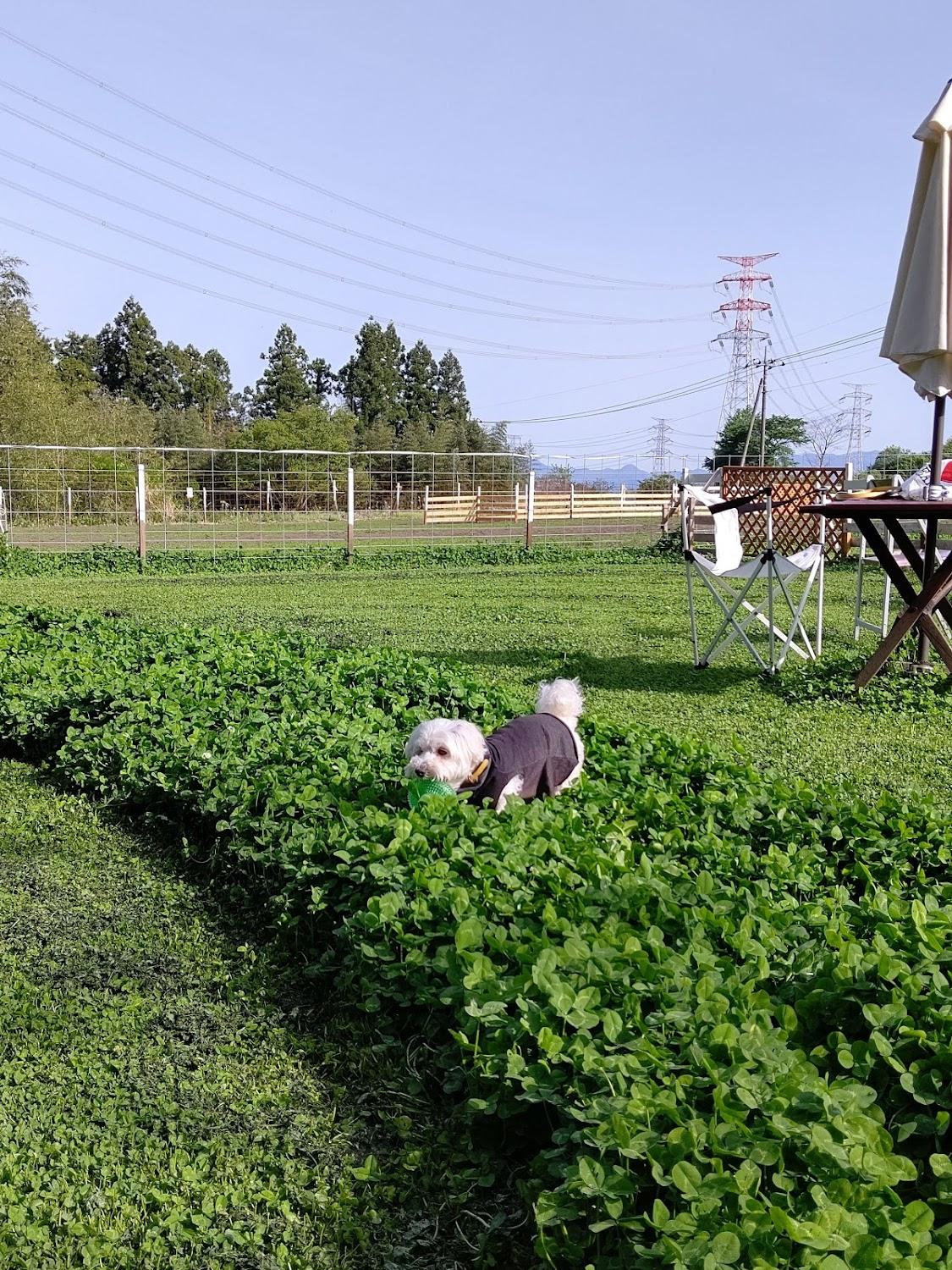 Cover Image for ゲストイン八城の杜