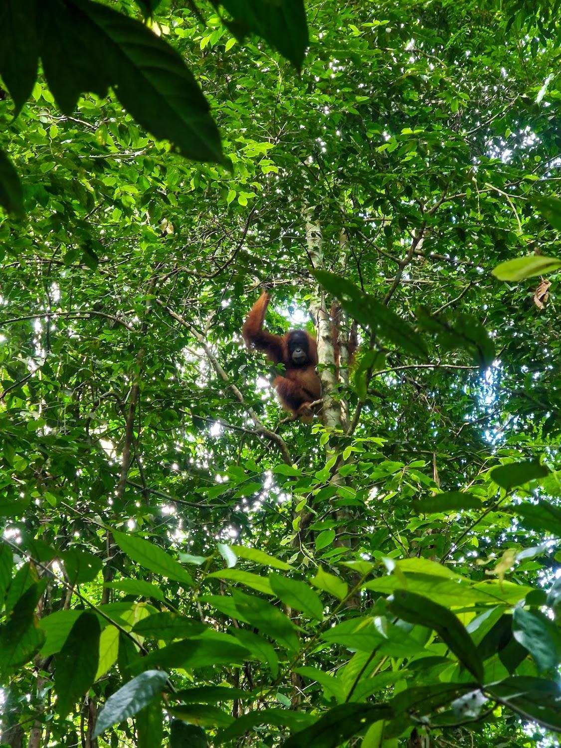 Cover Image for Sumatra Thomas Leaf Monkey Guesthouse & jungle trek