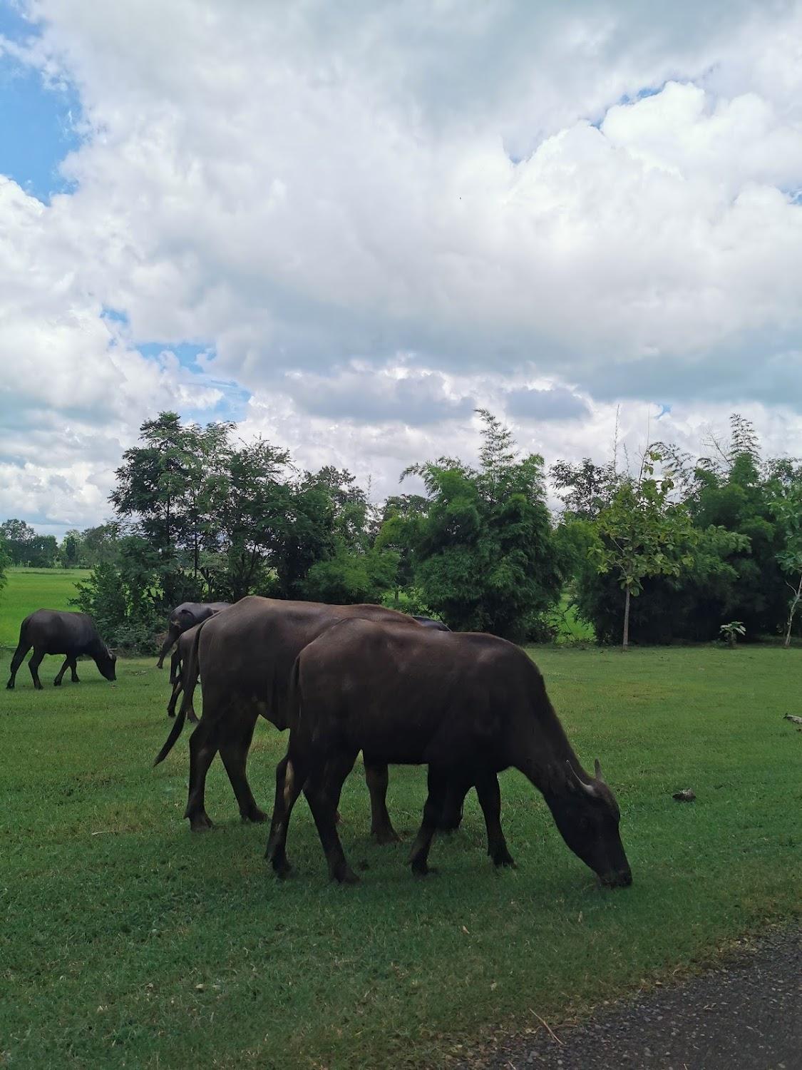 Cover Image for Ban Khok Mueang Home Stay