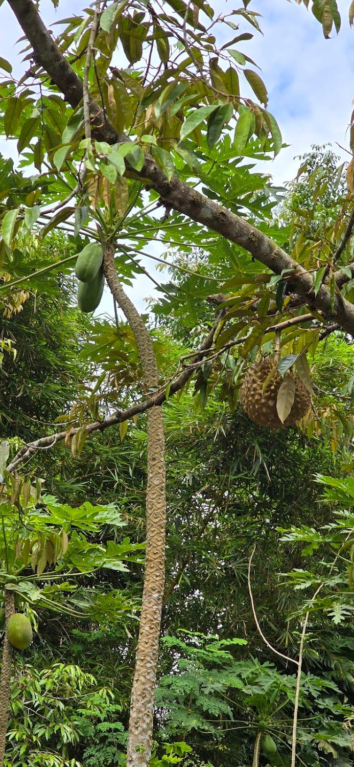 Cover Image for Kabinji Bali
