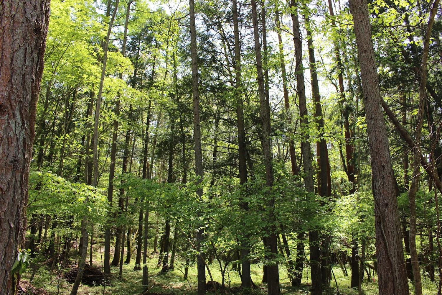 Cover Image for Fuji Fumoto Forest Hotspring