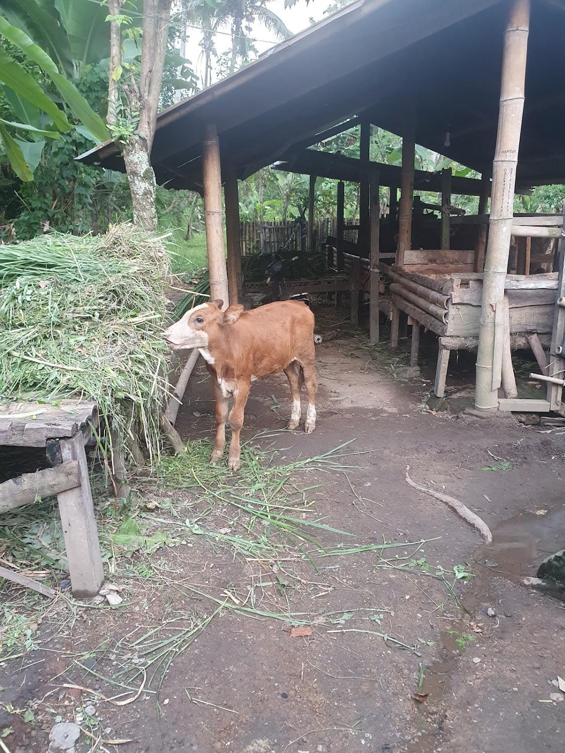 Cover Image for Tetebatu Mountain View Homestay