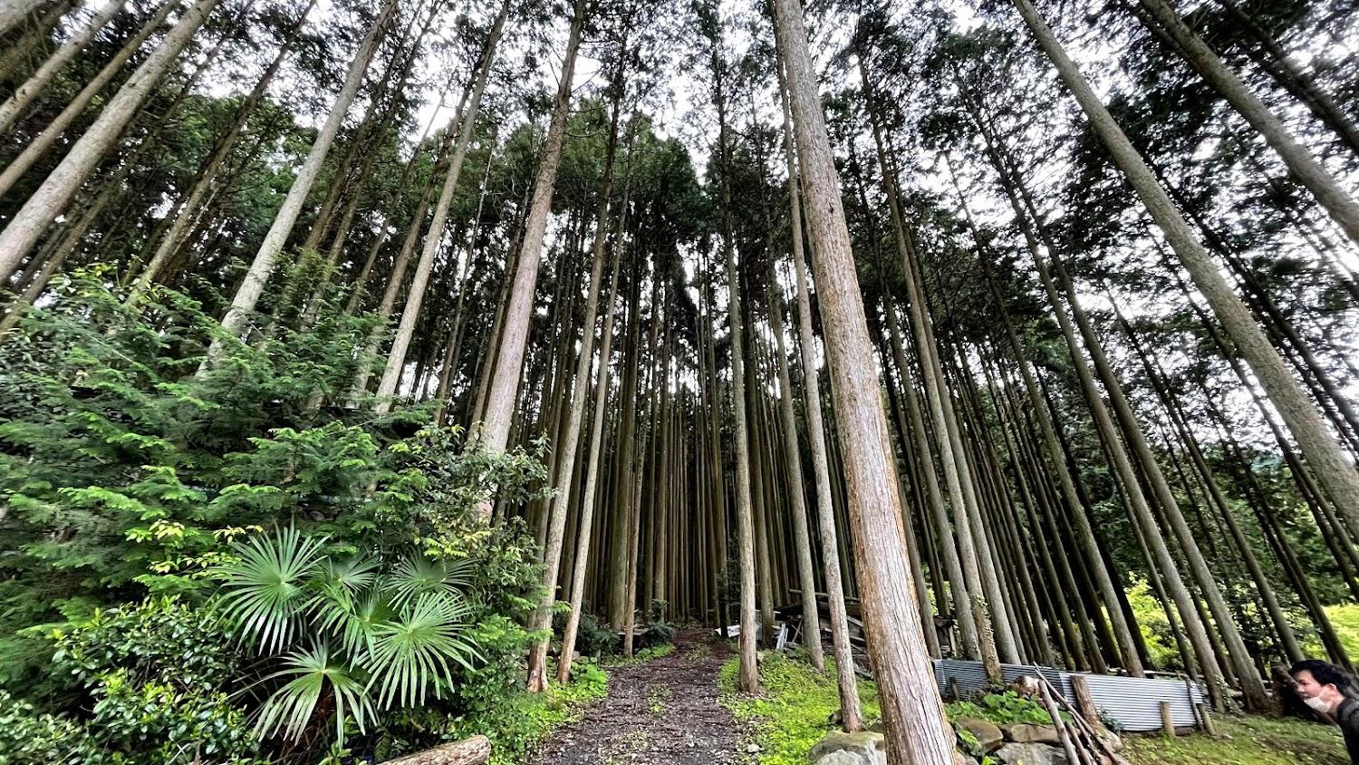 Cover Image for Shimizu Onsen Asagiri