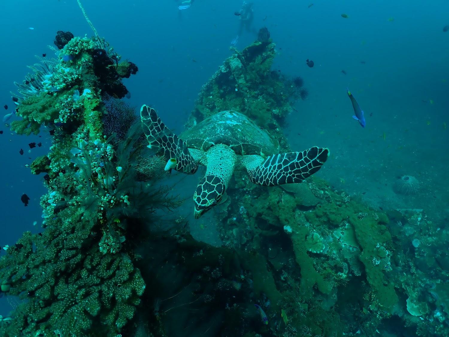 Cover Image for ABWonderdive-Bali Dive Resort