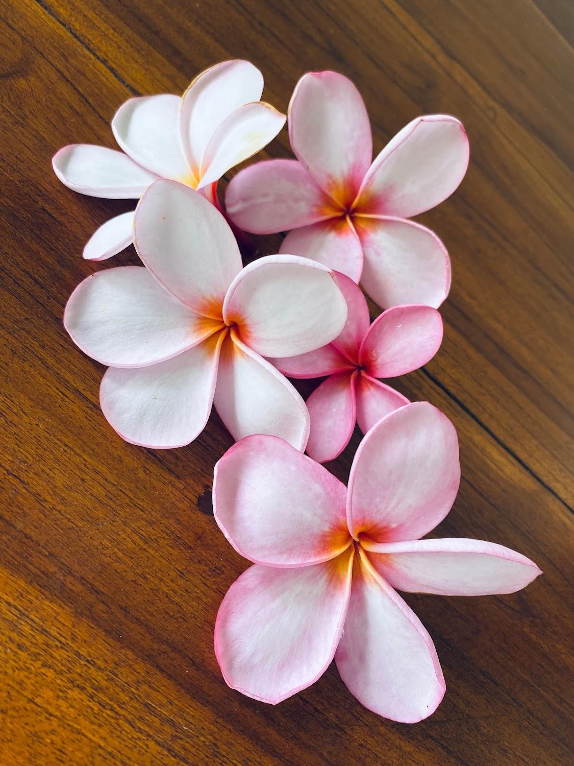 Cover Image for Kaniya Bali