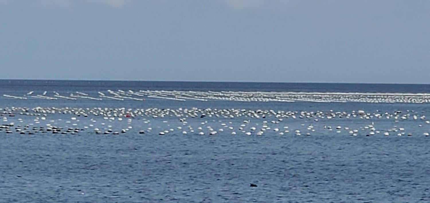 Cover Image for 키마리스팬션
