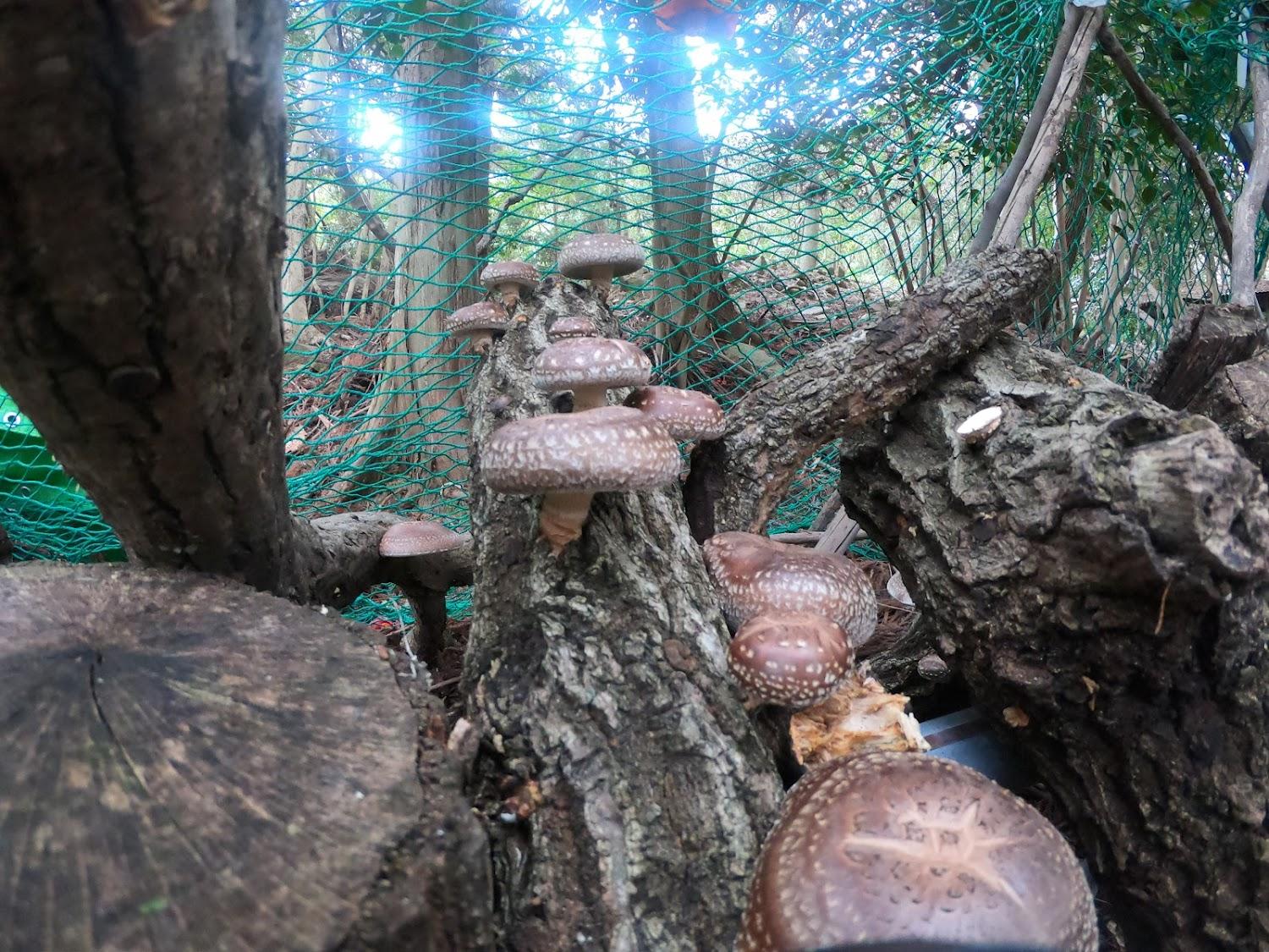 Cover Image for Ihanatani Forest Park Camping Ground