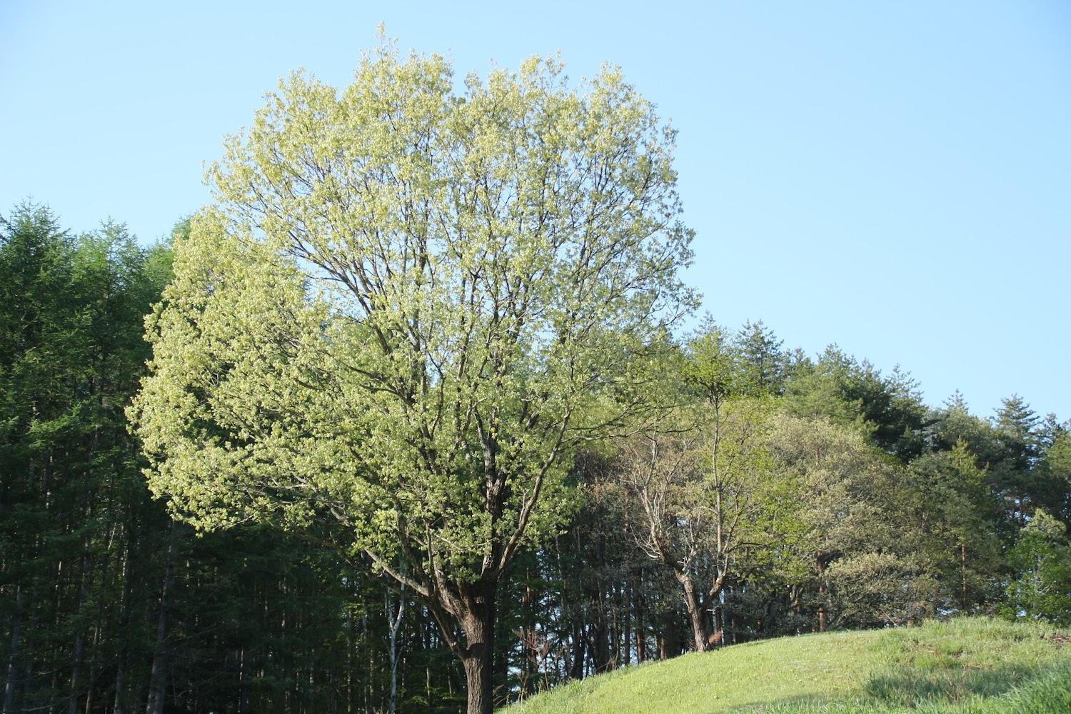 Cover Image for Pension Kaoru