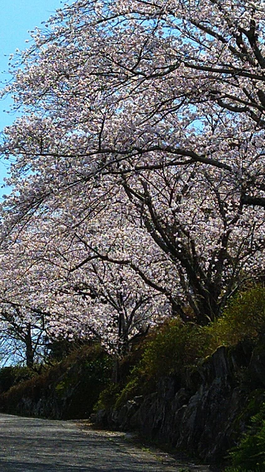 Cover Image for Kikusui-en