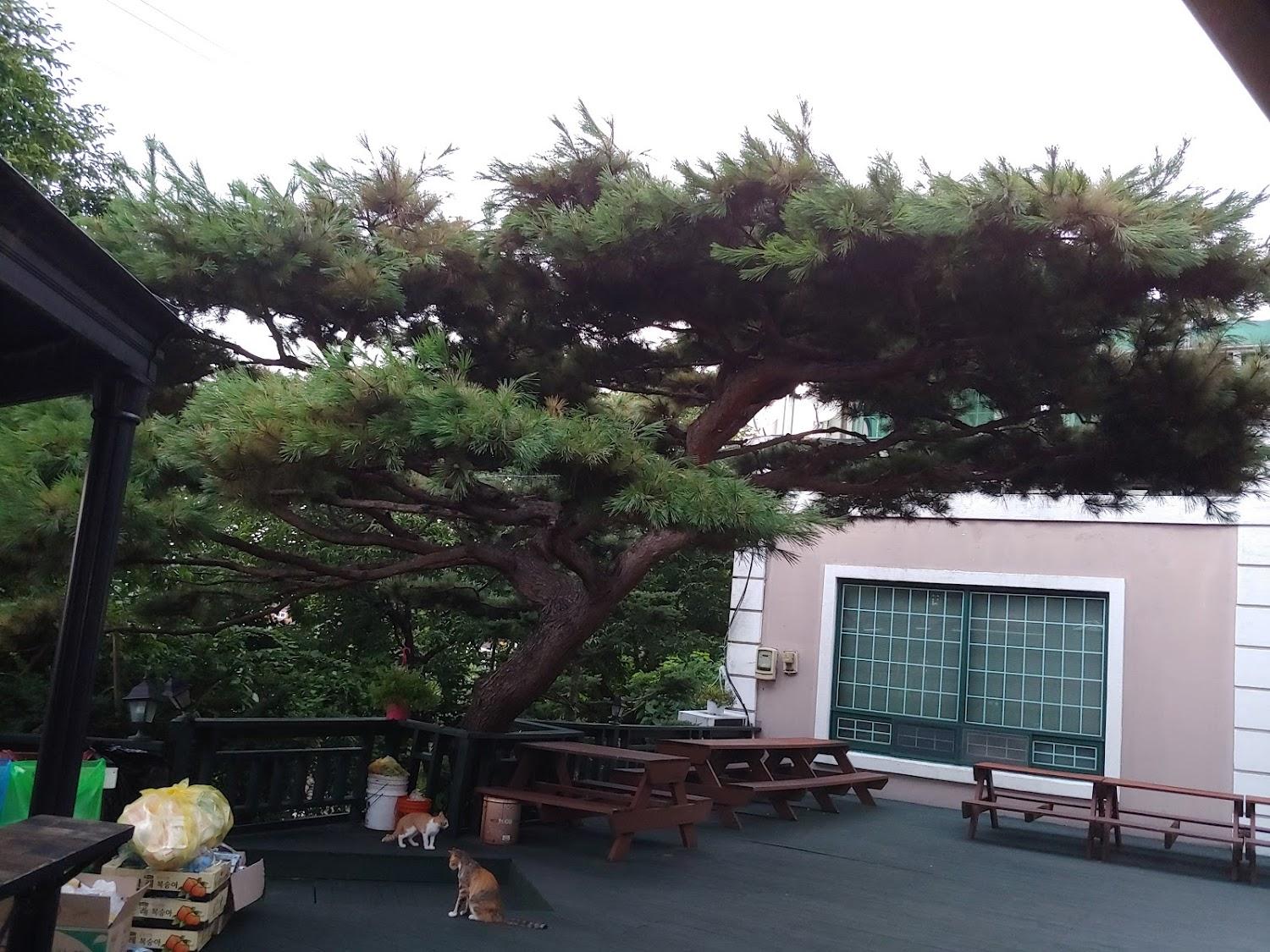 Cover Image for 마니꼴똥돼지 (Ganghwado Manikkol Ttongdwaeji Pension)