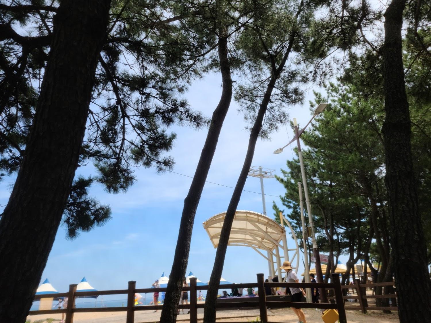 Cover Image for 장사솔밭펜션